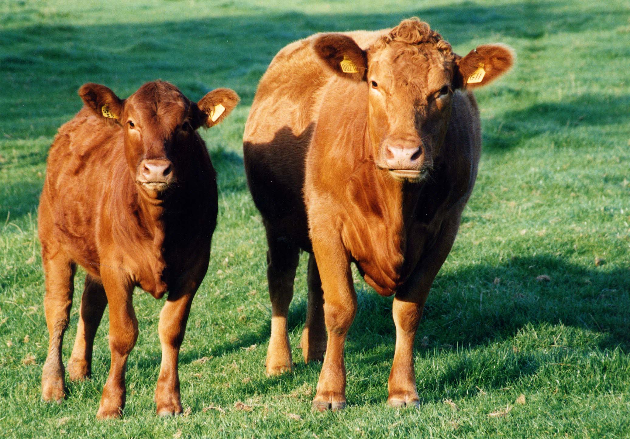 a couple of cows stand in a field